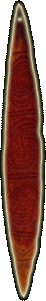 Čaringa