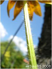 Wild Flower