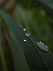 Raindrops